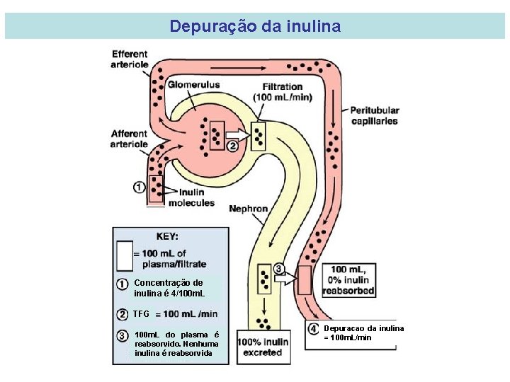 Depuração da inulina Concentração de inulina é 4/100 m. L TFG 100 m. L