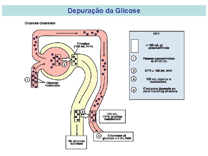 Depuração da Glicose 