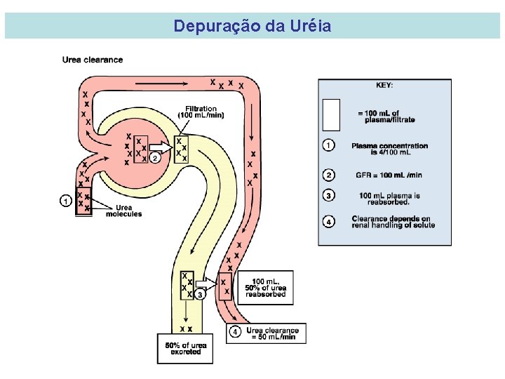 Depuração da Uréia 