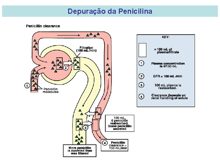 Depuração da Penicilina 
