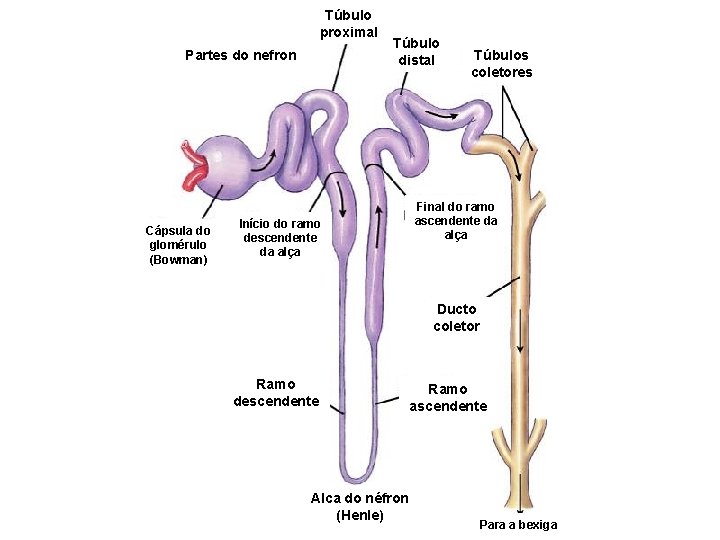 Túbulo proximal Partes do nefron Cápsula do glomérulo (Bowman) Túbulo distal Início do ramo