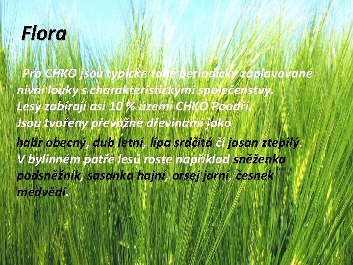 Flora Pro CHKO jsou typické také periodicky zaplavované nivní louky s charakteristickými společenstvy. Lesy