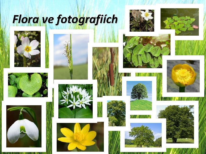 Flora ve fotografiích 