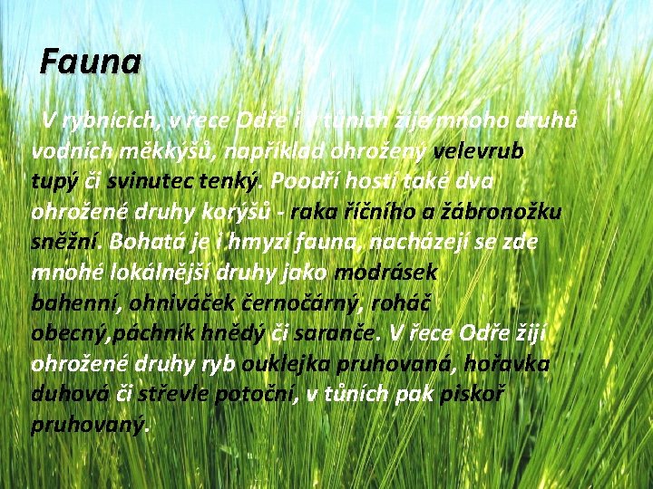Fauna V rybnících, v řece Odře i v tůních žije mnoho druhů vodních měkkýšů,