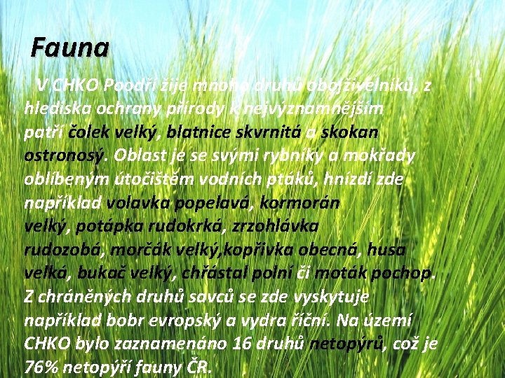 Fauna V CHKO Poodří žije mnoho druhů obojživelníků, z hlediska ochrany přírody k nejvýznamnějším