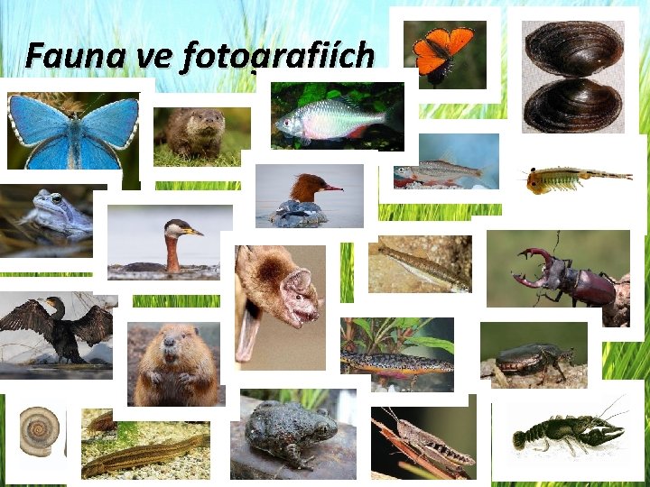 Fauna ve fotografiích 