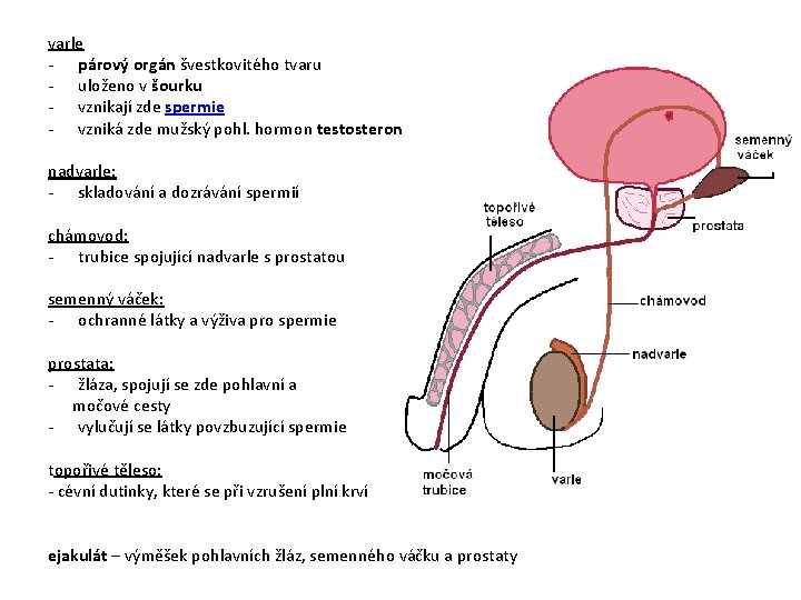 varle - párový orgán švestkovitého tvaru - uloženo v šourku - vznikají zde spermie