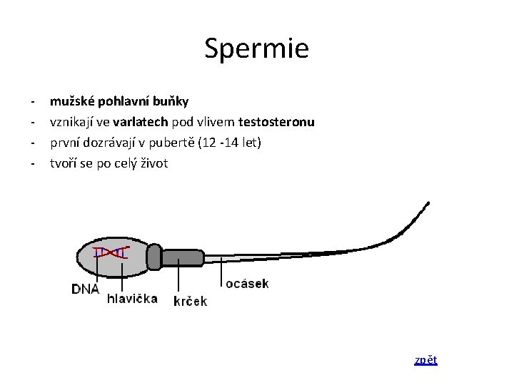Spermie - mužské pohlavní buňky vznikají ve varlatech pod vlivem testosteronu první dozrávají v