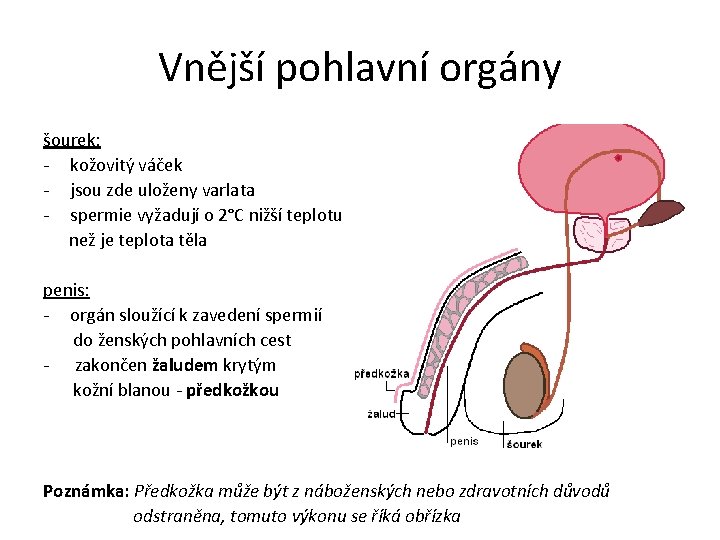 Vnější pohlavní orgány šourek: - kožovitý váček - jsou zde uloženy varlata - spermie