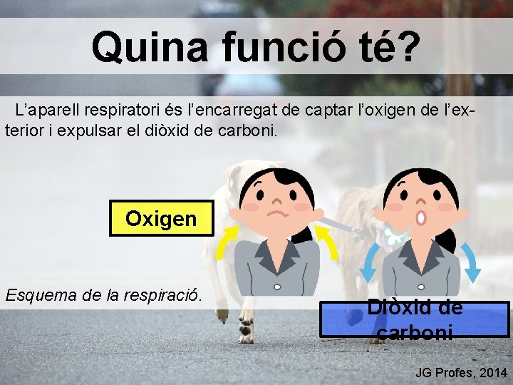 Quina funció té? L’aparell respiratori és l’encarregat de captar l’oxigen de l’exterior i expulsar