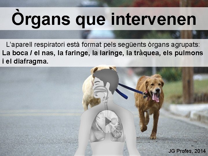 Òrgans que intervenen L’aparell respiratori està format pels següents òrgans agrupats: La boca /