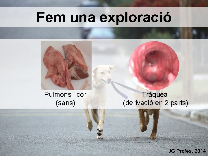 Fem una exploració Pulmons i cor (sans) Tràquea (derivació en 2 parts) JG Profes,