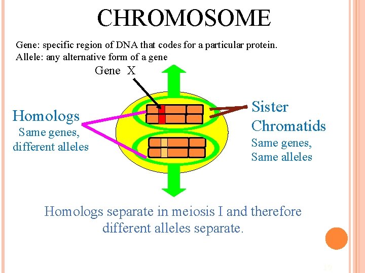 CHROMOSOME Gene: specific region of DNA that codes for a particular protein. Allele: any