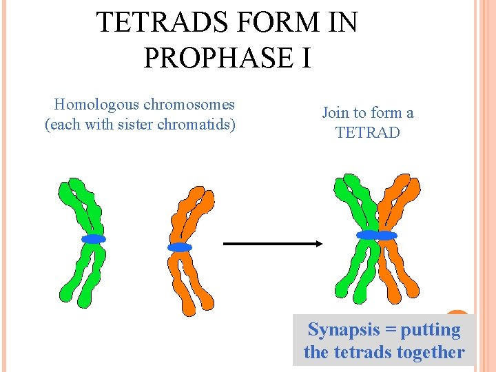 TETRADS FORM IN PROPHASE I Homologous chromosomes (each with sister chromatids) Join to form