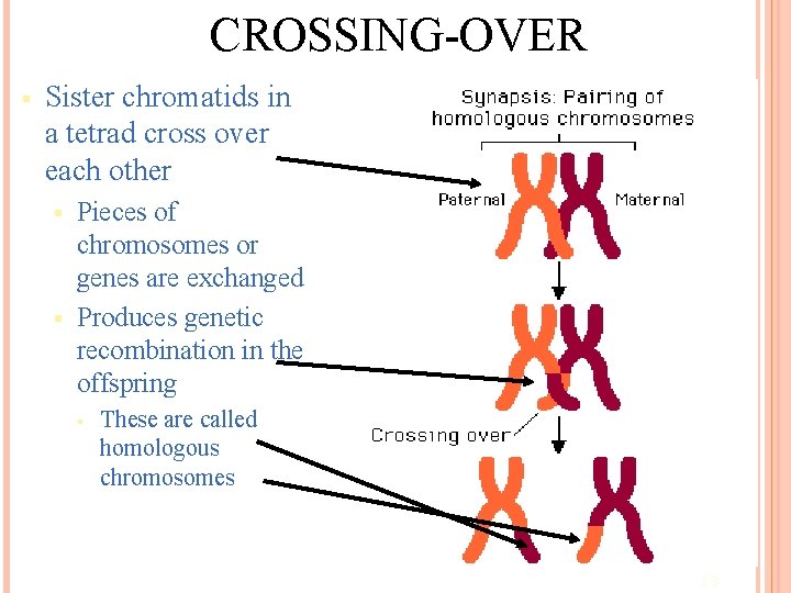 CROSSING-OVER § Sister chromatids in a tetrad cross over each other Pieces of chromosomes