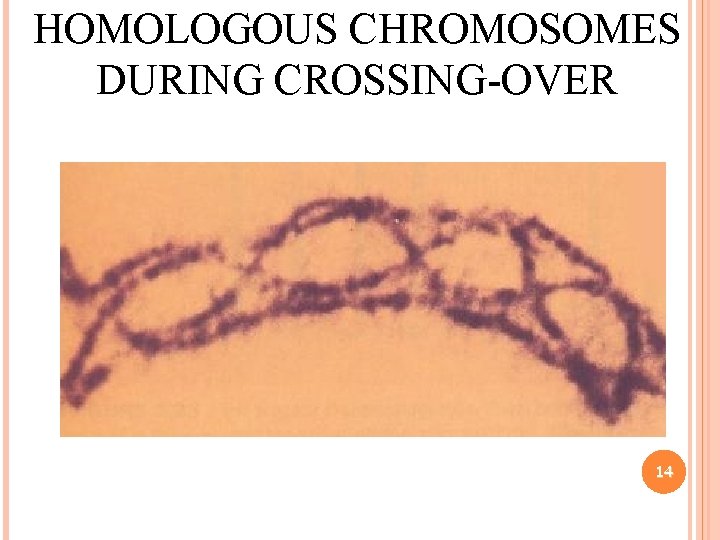 HOMOLOGOUS CHROMOSOMES DURING CROSSING-OVER 14 