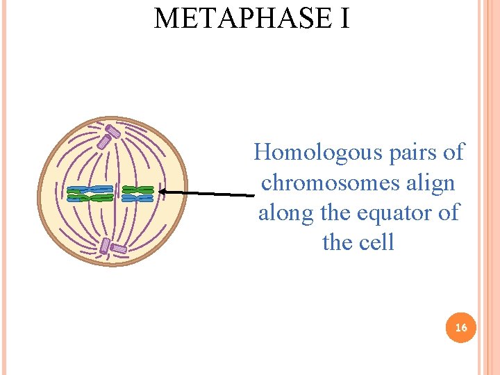 METAPHASE I Homologous pairs of chromosomes align along the equator of the cell 16