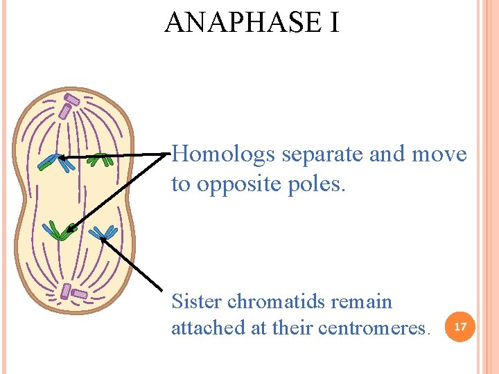 ANAPHASE I Homologs separate and move to opposite poles. Sister chromatids remain attached at