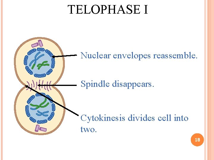 TELOPHASE I Nuclear envelopes reassemble. Spindle disappears. Cytokinesis divides cell into two. 18 