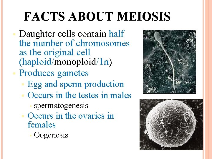 FACTS ABOUT MEIOSIS § § Daughter cells contain half the number of chromosomes as