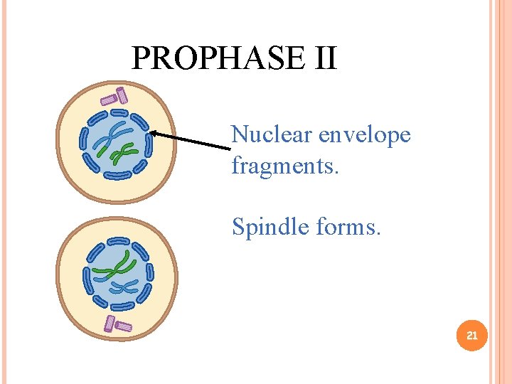 PROPHASE II Nuclear envelope fragments. Spindle forms. 21 