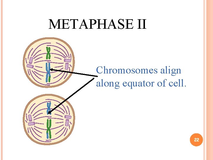 METAPHASE II Chromosomes align along equator of cell. 22 