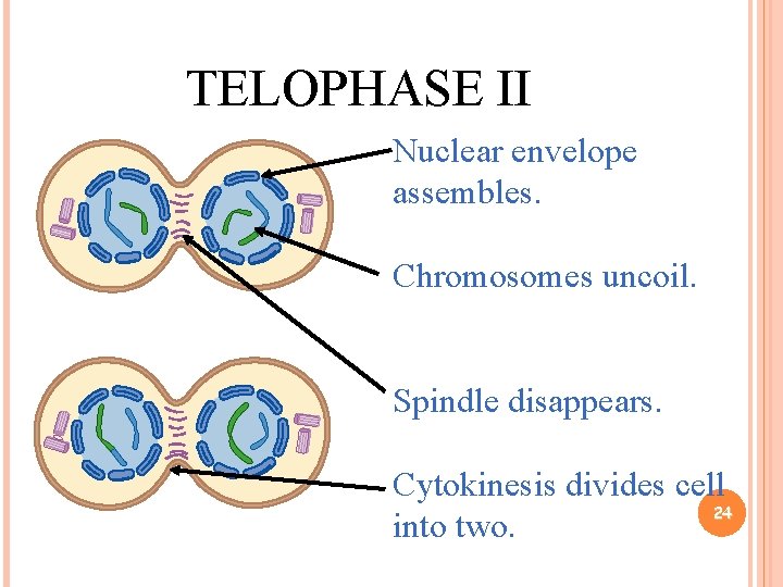 TELOPHASE II Nuclear envelope assembles. Chromosomes uncoil. Spindle disappears. Cytokinesis divides cell 24 into