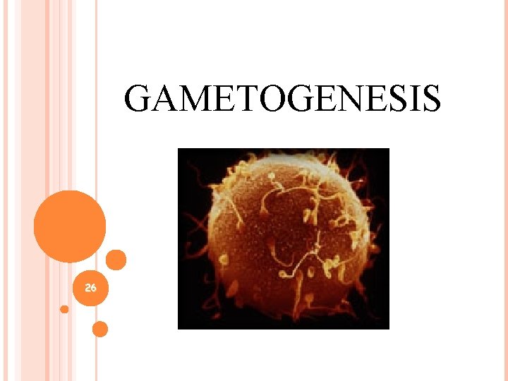 GAMETOGENESIS 26 