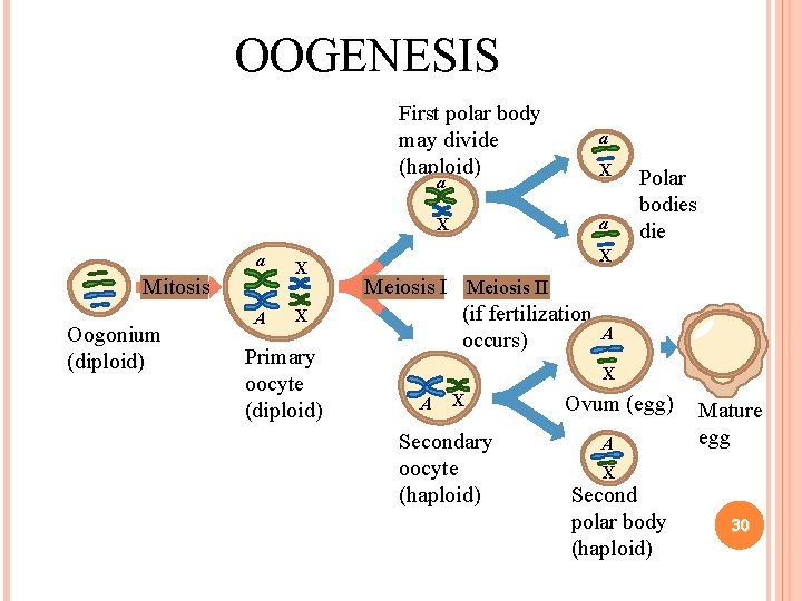 OOGENESIS First polar body may divide (haploid) a X a Mitosis Oogonium (diploid) A