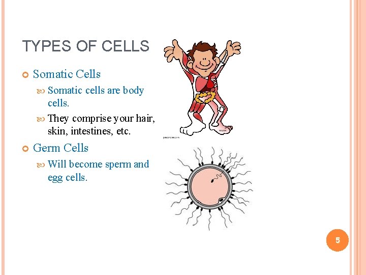 TYPES OF CELLS Somatic Cells Somatic cells are body cells. They comprise your hair,