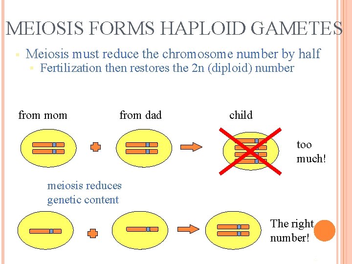 MEIOSIS FORMS HAPLOID GAMETES § Meiosis must reduce the chromosome number by half §