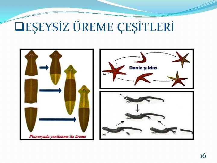 q. EŞEYSİZ ÜREME ÇEŞİTLERİ 16 