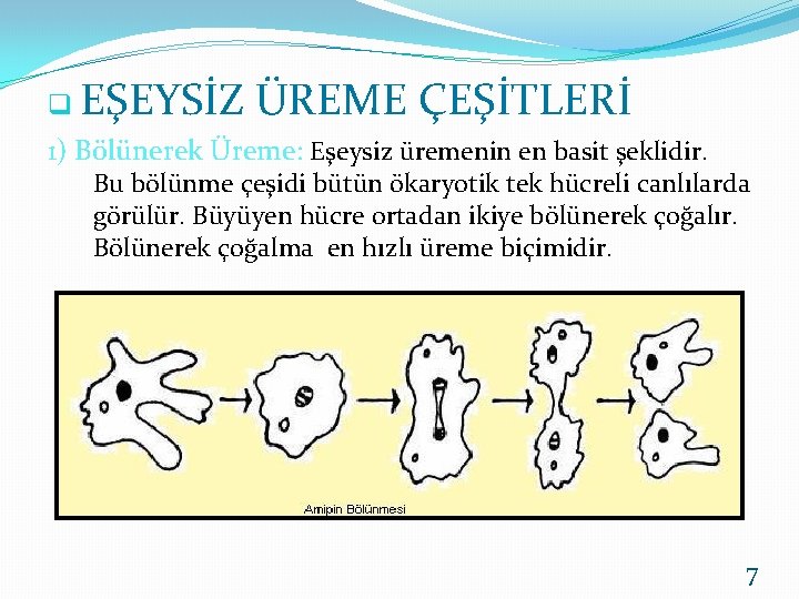 q EŞEYSİZ ÜREME ÇEŞİTLERİ 1) Bölünerek Üreme: Eşeysiz üremenin en basit şeklidir. Bu bölünme