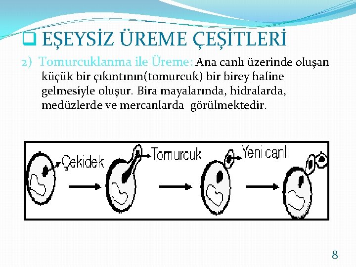 q EŞEYSİZ ÜREME ÇEŞİTLERİ 2) Tomurcuklanma ile Üreme: Ana canlı üzerinde oluşan küçük bir