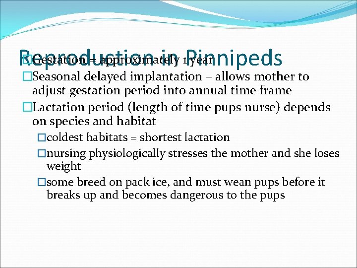 �Gestation = approximately year Reproduction in 1 Pinnipeds �Seasonal delayed implantation – allows mother