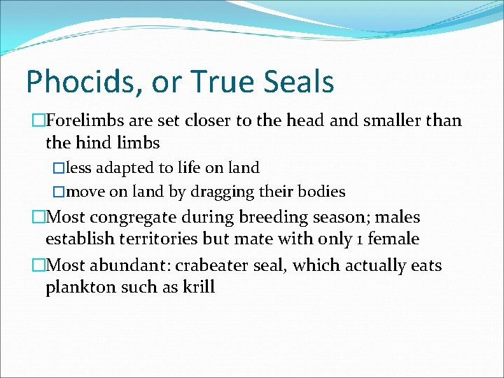 Phocids, or True Seals �Forelimbs are set closer to the head and smaller than