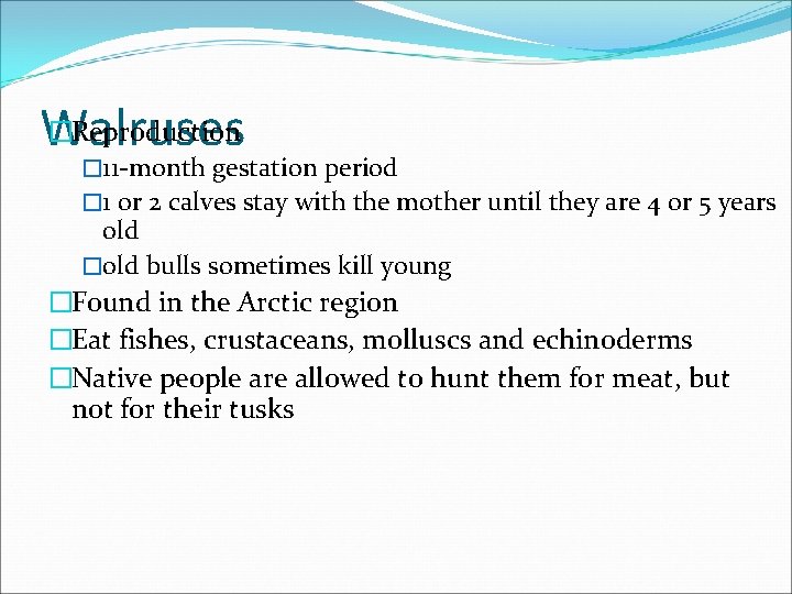 �Reproduction Walruses � 11 -month gestation period � 1 or 2 calves stay with