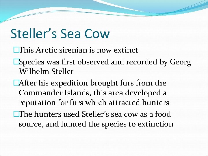 Steller’s Sea Cow �This Arctic sirenian is now extinct �Species was first observed and