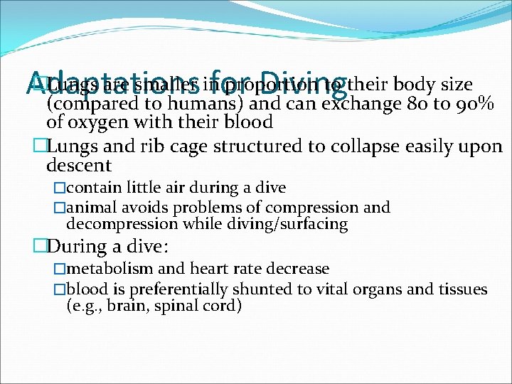 �Lungs are smaller in proportion to their body size Adaptations for Diving (compared to