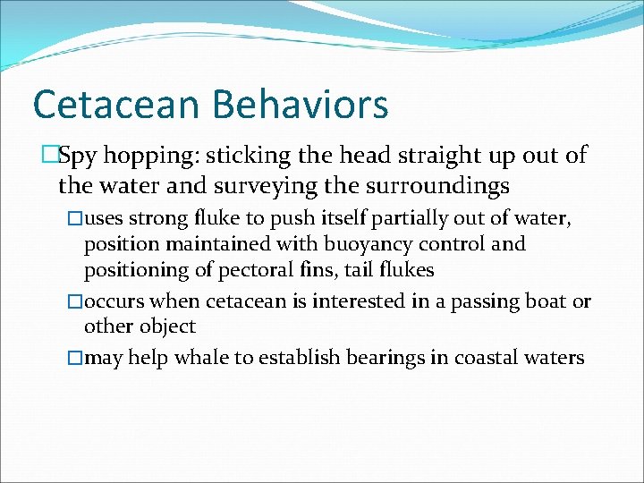 Cetacean Behaviors �Spy hopping: sticking the head straight up out of the water and