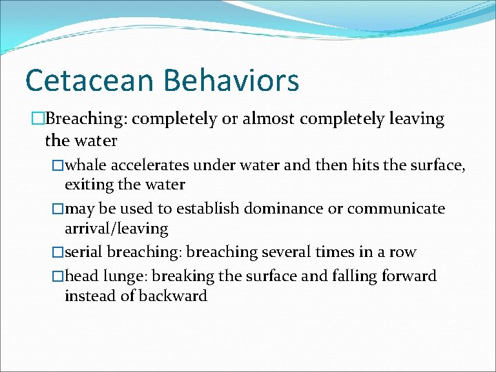 Cetacean Behaviors �Breaching: completely or almost completely leaving the water �whale accelerates under water