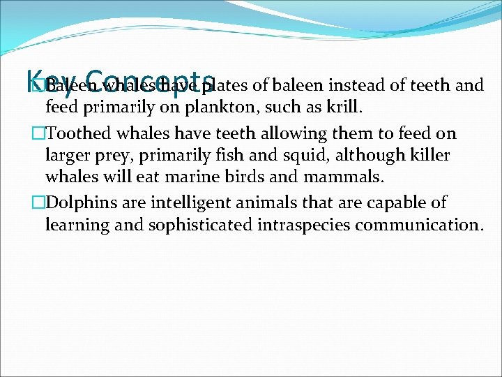 �Baleen whales have plates of baleen instead of teeth and Key Concepts feed primarily