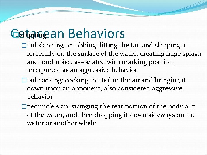 �Slapping Cetacean Behaviors �tail slapping or lobbing: lifting the tail and slapping it forcefully