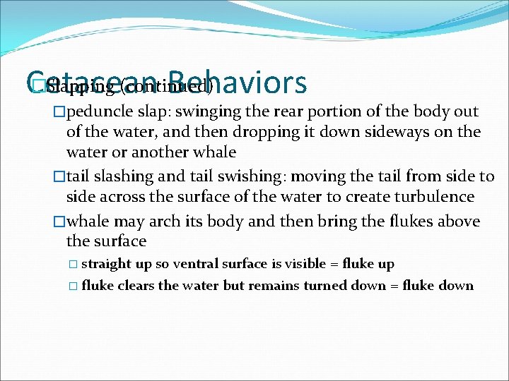 �Slapping (continued) Cetacean Behaviors �peduncle slap: swinging the rear portion of the body out