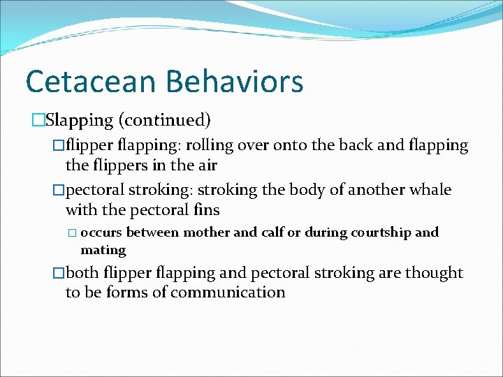 Cetacean Behaviors �Slapping (continued) �flipper flapping: rolling over onto the back and flapping the