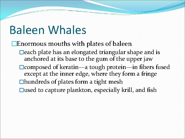 Baleen Whales �Enormous mouths with plates of baleen �each plate has an elongated triangular