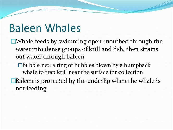 Baleen Whales �Whale feeds by swimming open-mouthed through the water into dense groups of
