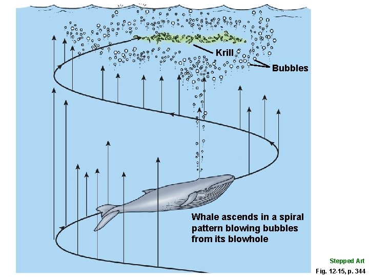 Krill Bubbles Whale ascends in a spiral pattern blowing bubbles from its blowhole Stepped