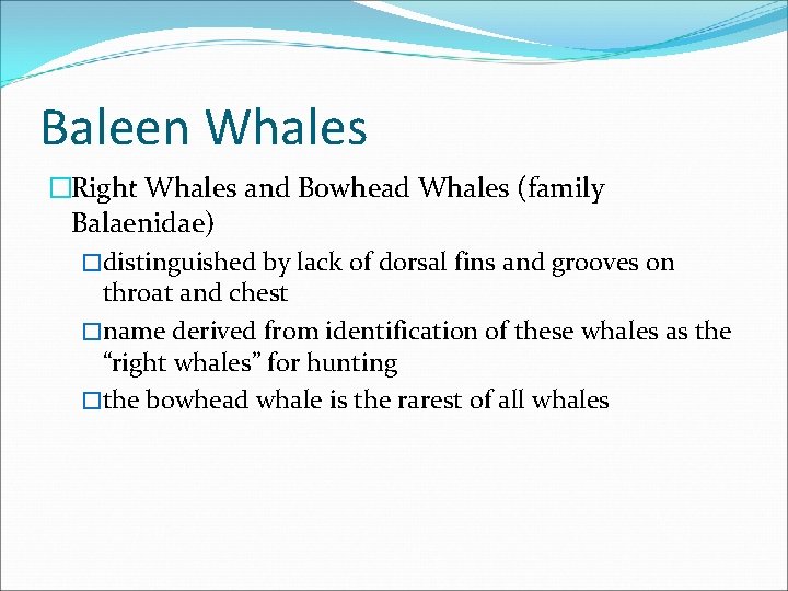 Baleen Whales �Right Whales and Bowhead Whales (family Balaenidae) �distinguished by lack of dorsal