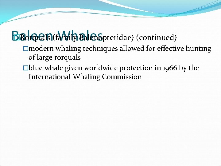 �Rorquals (family Balenopteridae) (continued) Baleen Whales �modern whaling techniques allowed for effective hunting of